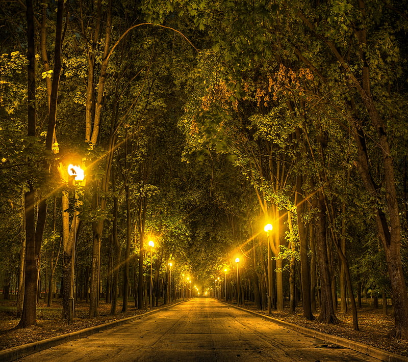 Night Light Path, park, road, tree, HD wallpaper