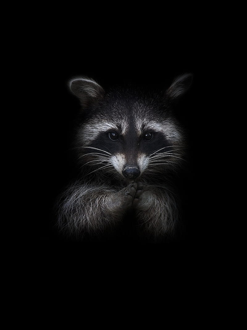 BLCK RACCON, raccoon, forester, lonely, dark, balck, lockscreen, fox, cute, HD phone wallpaper