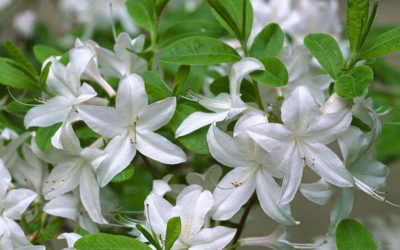 White azalea ***, flowers, nature, white, azalea, HD wallpaper | Peakpx