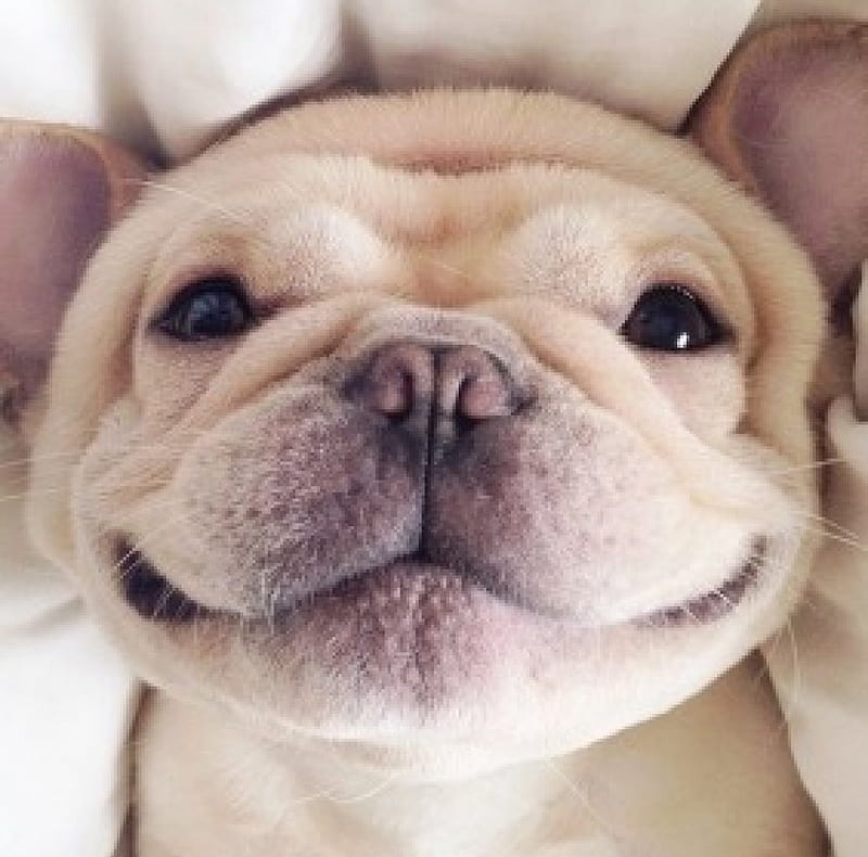 HD smiling puppy wallpapers | Peakpx