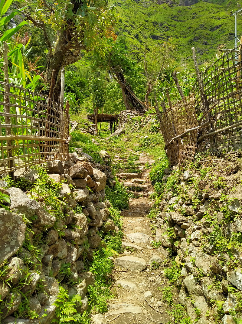 Nepali way, jungle, nature, HD mobile wallpaper | Peakpx