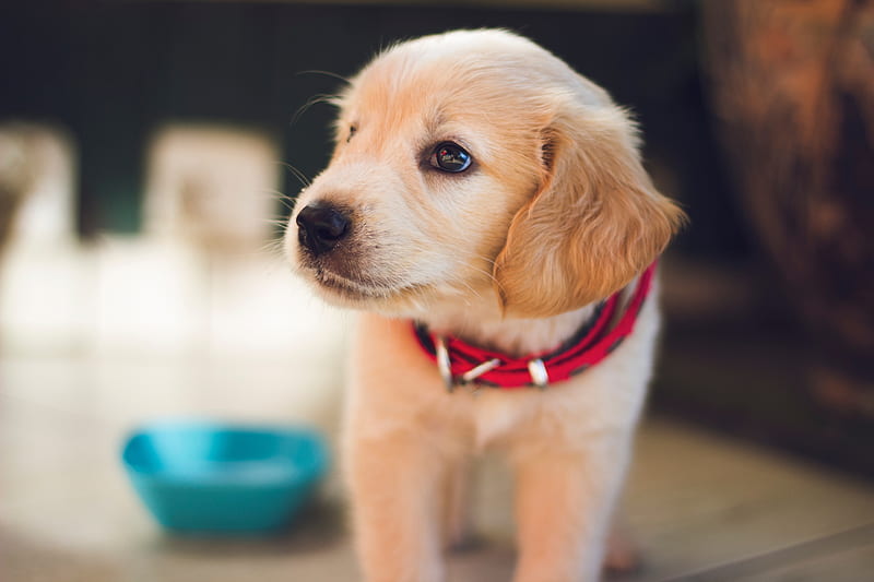 Cute puppy, dog, HD wallpaper