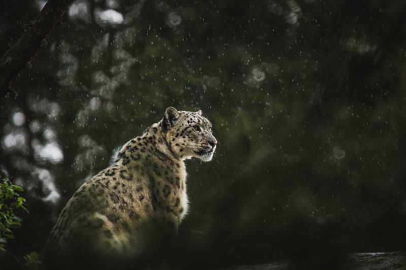 snow leopard, leopard, big cat, predator, rain, wildlife, HD wallpaper