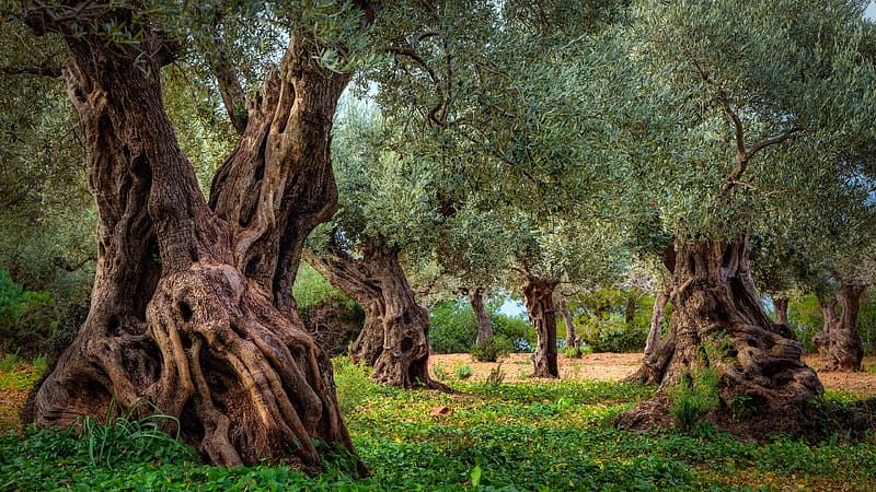 Old olive grove Serra Tramuntana range Majorca Spain Bing, HD wallpaper