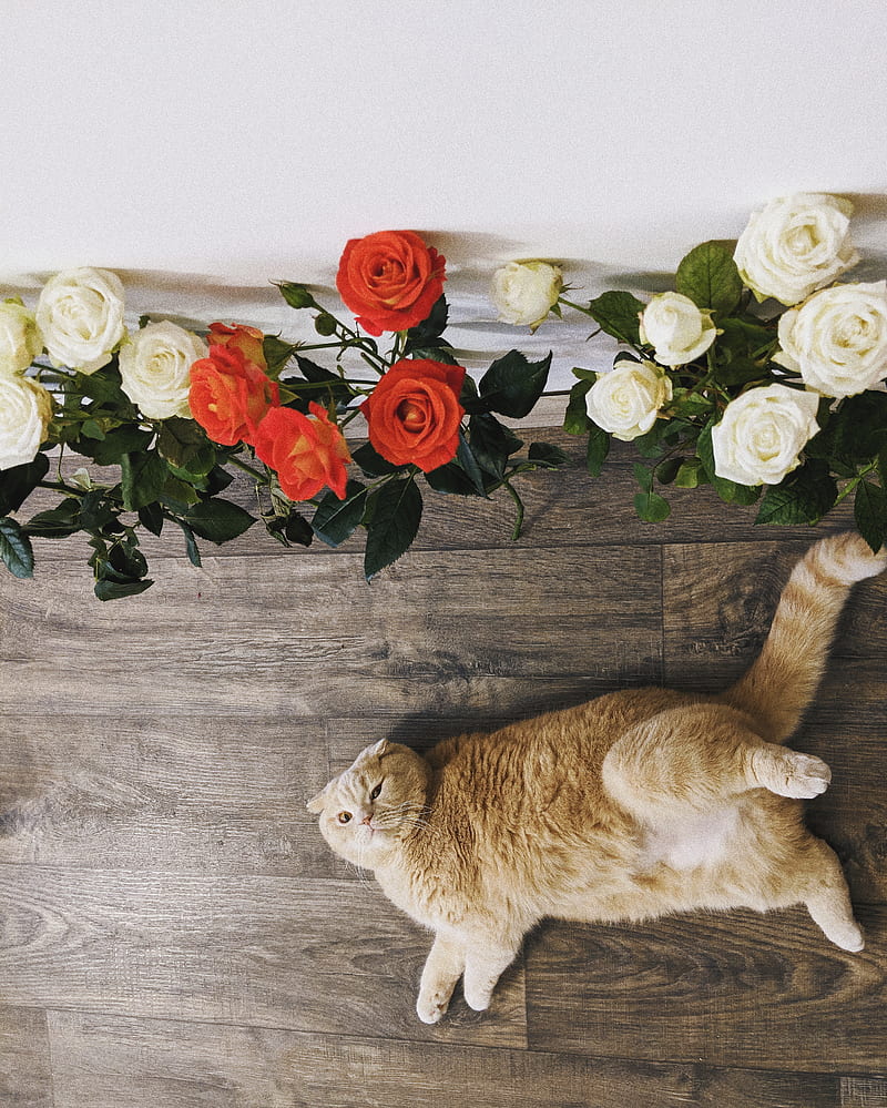 orange tabby cat lying on floor near red and white roses flowers, HD phone wallpaper