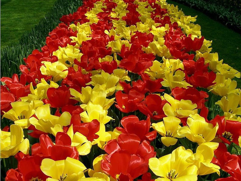 Red and Yellow Tulips, showy, bloom, perennial, plant, bonito, flowers, garden, colour, display, HD wallpaper