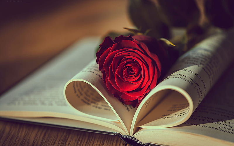 red rose in a book, love concepts, book, roses, romance, mood, HD wallpaper