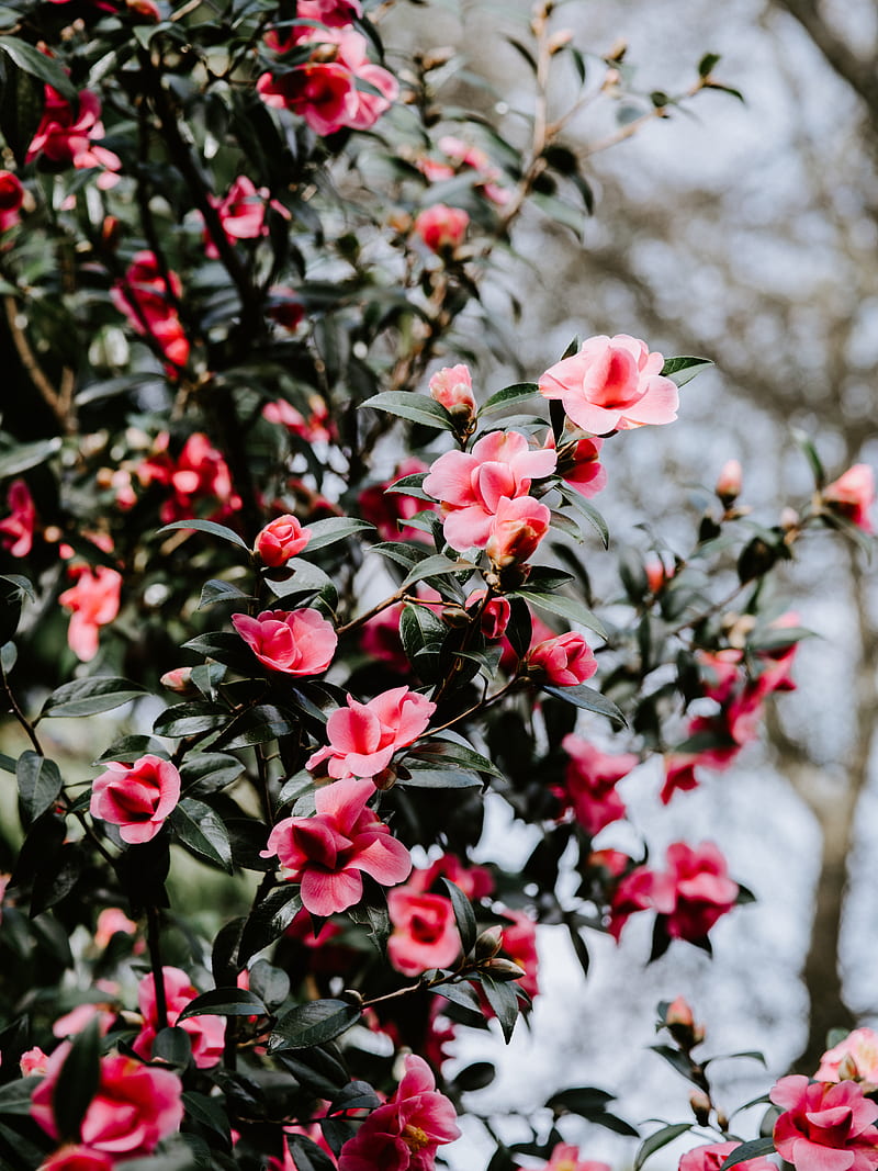 geranium, flowers, bush, flowering, blur, HD phone wallpaper