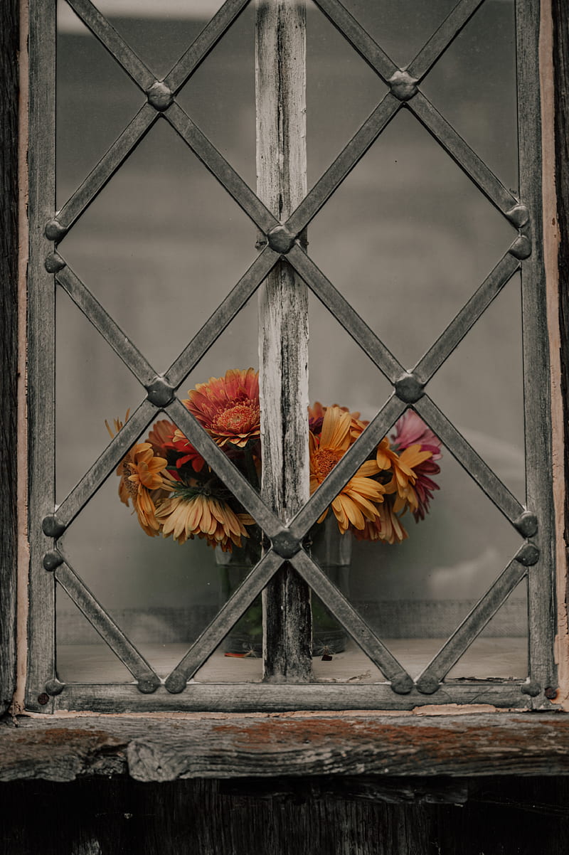 daisies, flowers, bouquet, window, lattice, HD phone wallpaper