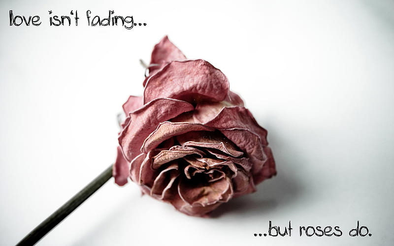 Love Rose, rose, love, lost, fading, happy, HD wallpaper