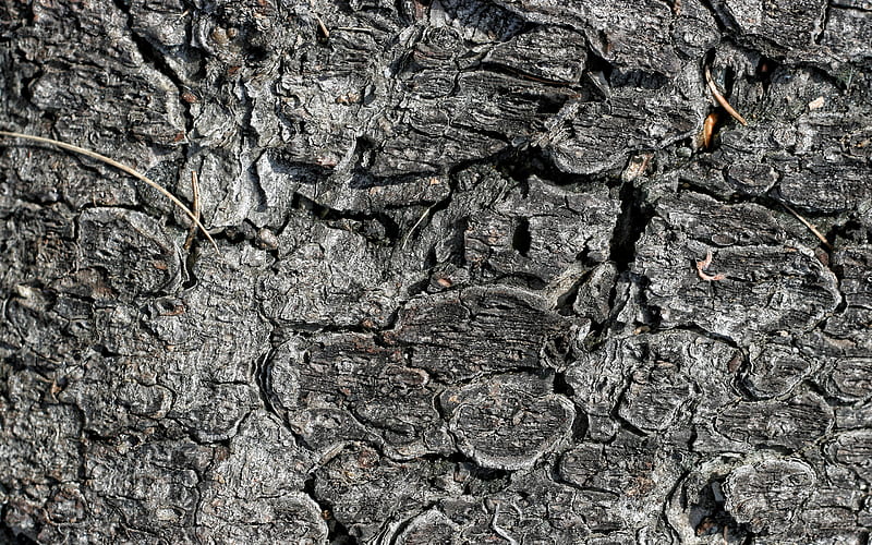 charred wood texture, gray wood texture, burnt wood texture, gray wood background, wood texture, HD wallpaper