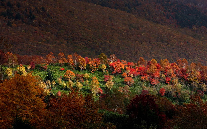 mountains trees autumn-Scenery, HD wallpaper