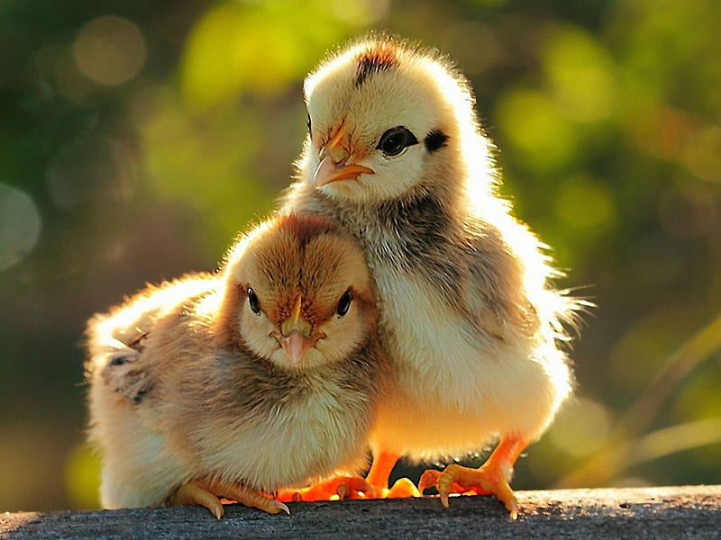 A Couple Chicks, birds, poultry, chicks, chickens, pair, HD wallpaper