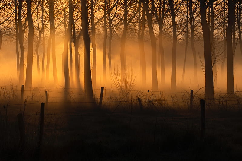 forest, fog, trees, fence, HD wallpaper