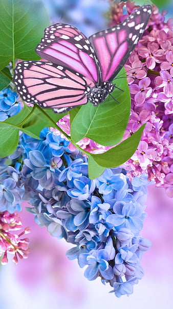 Page 25, HD pink-flowers wallpapers