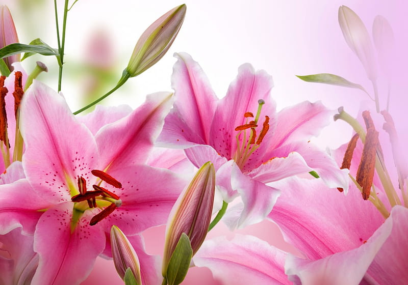 Lilies, lily, flowers, bloom, pink, HD wallpaper | Peakpx
