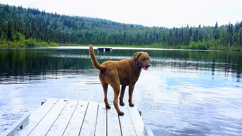 Dock diver dog, bc, canada, chesapeake, dock diver, dogs, lake, water, HD wallpaper