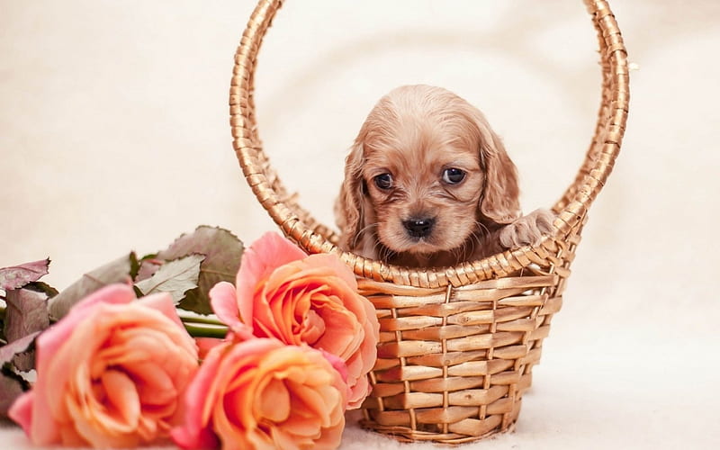 Cocker Spaniel Puppy and Roses, baskets, cocker spaniel, puppies, roses, animals, dogs, HD wallpaper