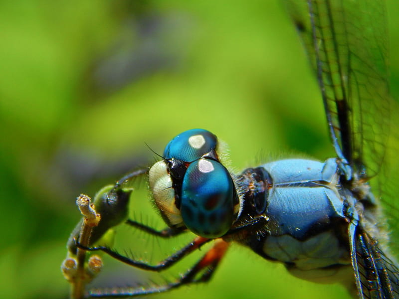 Blue Eyes Dragonfly, dragonfly, insect, nature, eyes, blue, HD wallpaper