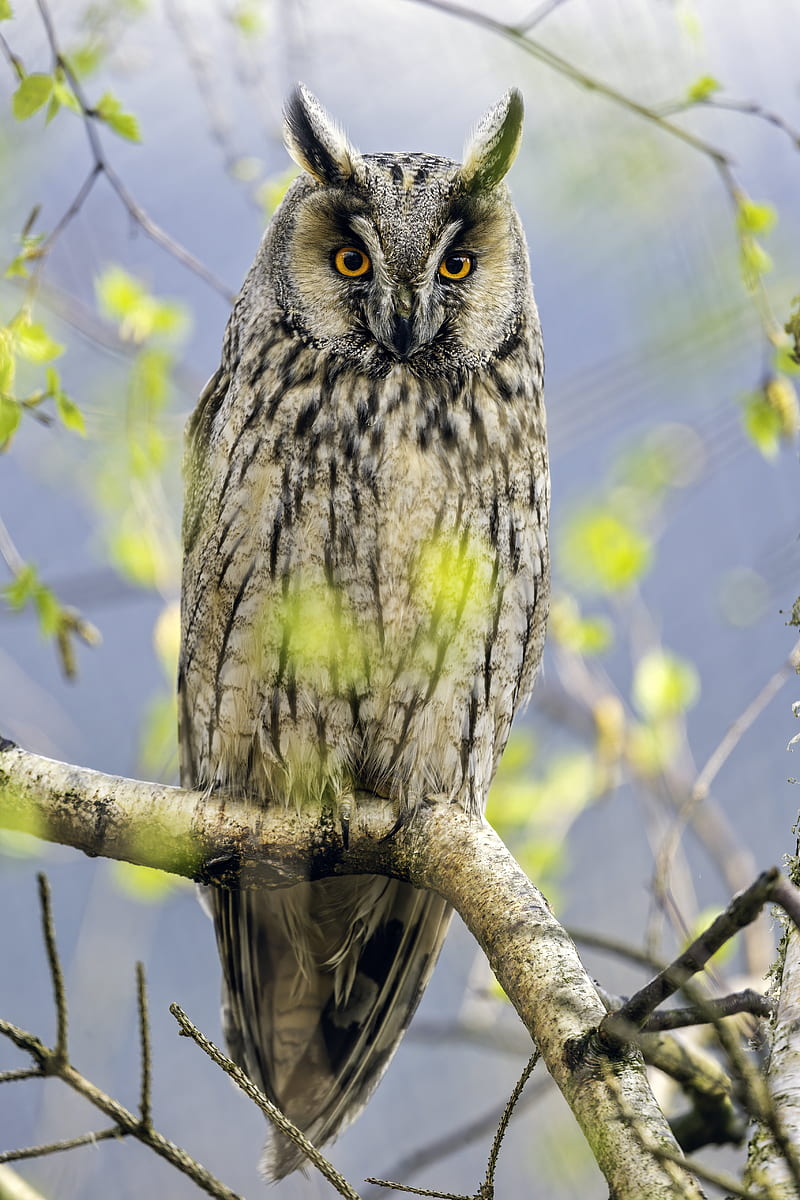 long eared owl, owl, bird, branch, HD phone wallpaper