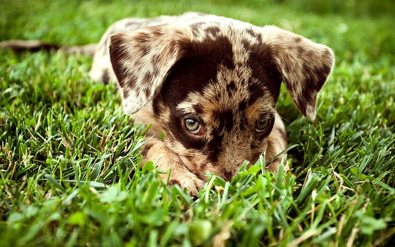 border collie, brown dog with spots, pets, cute puppies, green grass, small animals, dogs, HD wallpaper