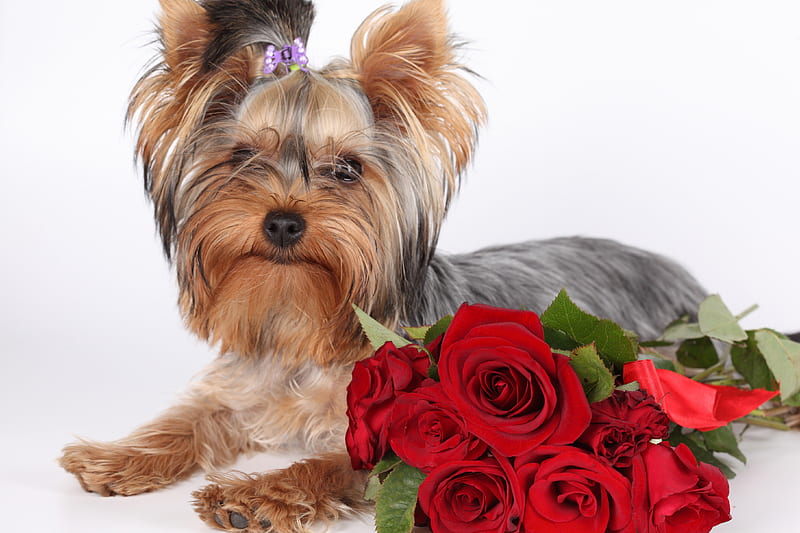 I am a sweet romantic, red roses, little, romantic, ribbon, bow, sweetheart, sweet, tiny, purple, bouquet, love, precious, soul, animals, dogs, HD wallpaper