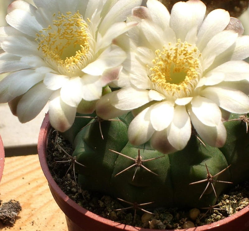 Cactus, flower, under sun, plant, HD wallpaper