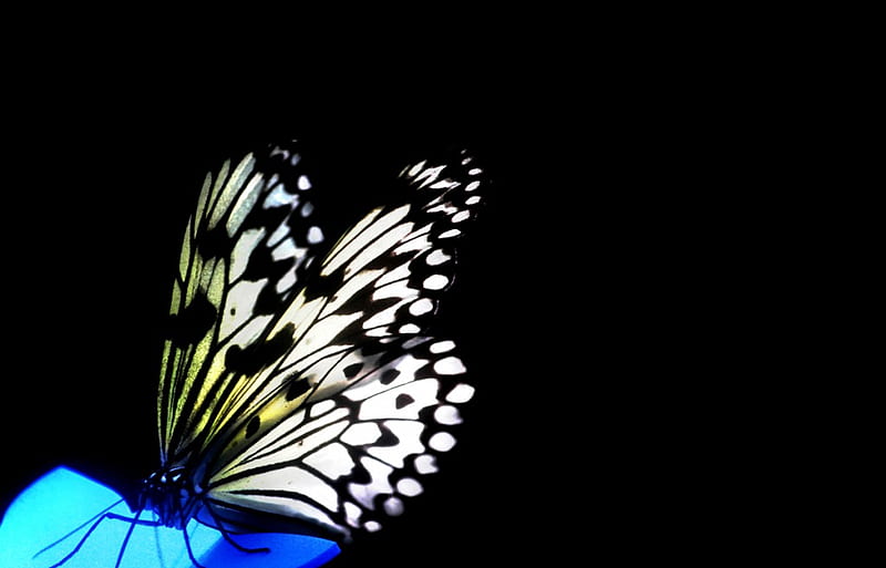 Precious Creature ..., black and white, precious, beauty, butterfly, HD wallpaper