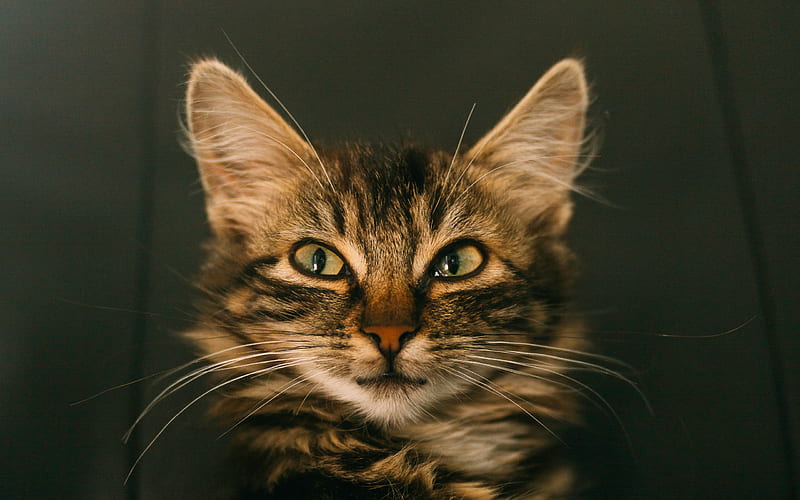 Maine Coon Cat, muzzle, cute animals, pets, cats, Maine Coon, domestic