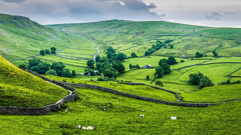 England Ultra, Europe, United Kingdom, Nature, Landscape, Summer, Scenery, Yorkshire, Sheeps, England, Rural, Hills, malham, HD wallpaper