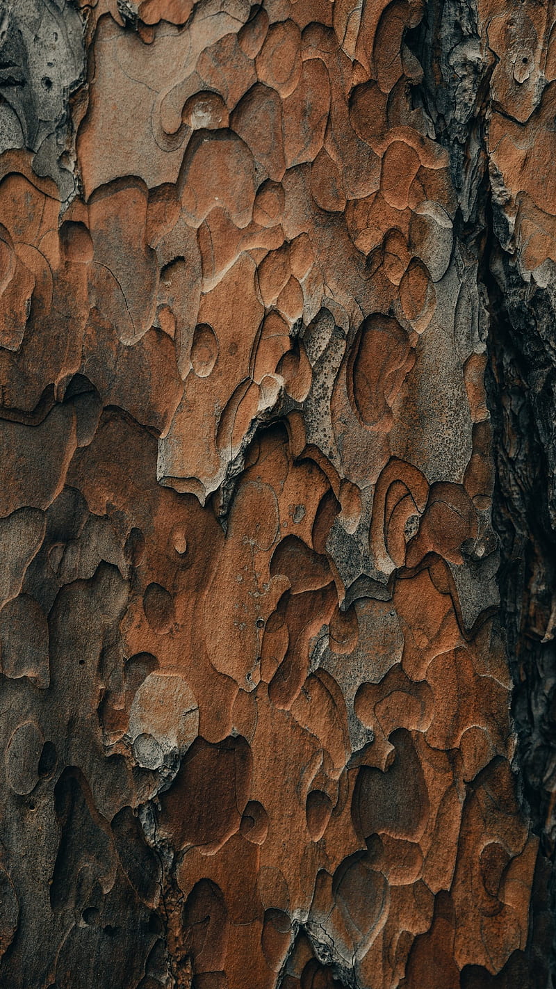 bark, Zoran, forest, macro, nature, outdoors, peel, relief, texture lattern, tree, trees, woods, HD phone wallpaper