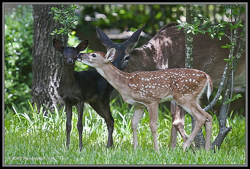 The same but different, forest, fawns, love, brown with white spots, mother, rare black, deer, HD wallpaper