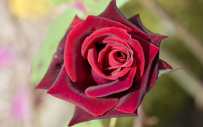 A Rose for my Love, red, pretty, rose, velvety, compact, petals, HD wallpaper