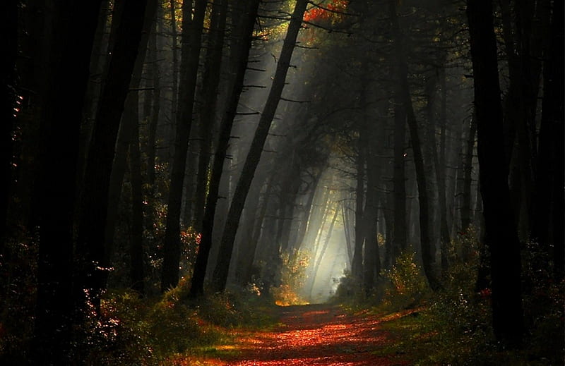 Mystic moment, path, forest, landscapes, dark, HD wallpaper