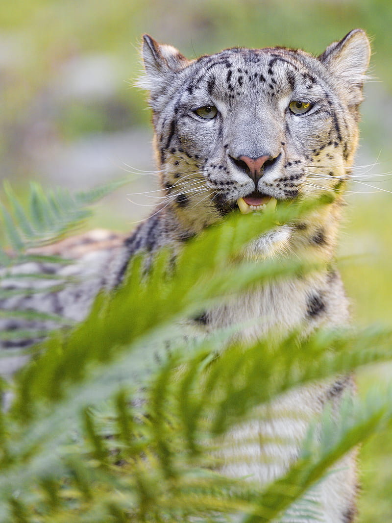 snow leopard, irbis, glance, animal, predator, wildlife, HD phone wallpaper
