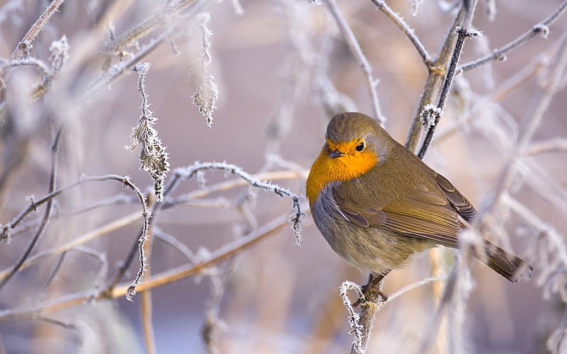 Stay on snow-covered branches with a European robin, HD wallpaper