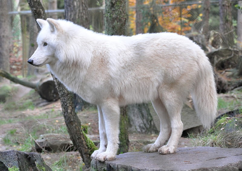 Canis Lupus Arctos, rocks, arctic, wolf, white, trees, HD wallpaper