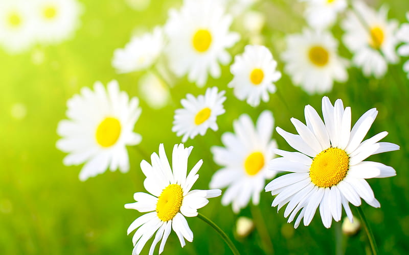 Daisies, pretty, grass, sunny, yellow, bonito, green, bright, siempre, flowers, beauty, fields, light, lovely, springtime, colors, sunshine, nature, white, daisy, field, HD wallpaper