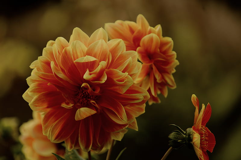 Flor de naranja en macro shot, Fondo de pantalla HD | Peakpx