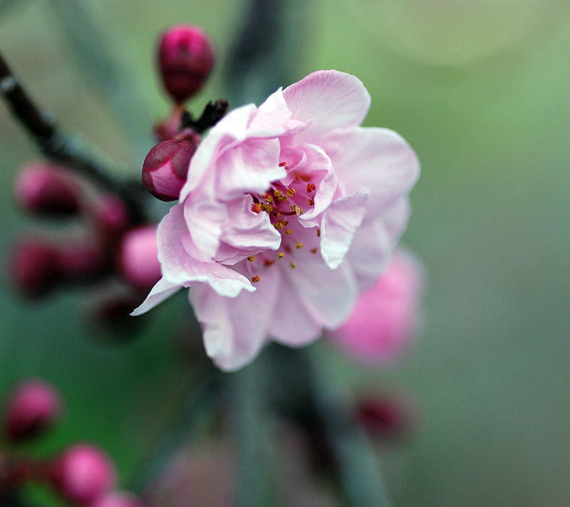 Plum Blossom, plum, blossom, flower, bonito, buds, pink, HD wallpaper