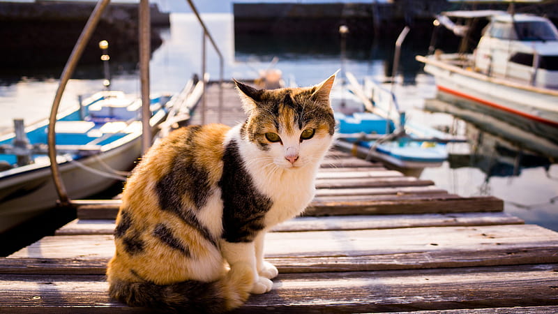 Calico Cat Is Standing On Wood Dock Cat, HD wallpaper