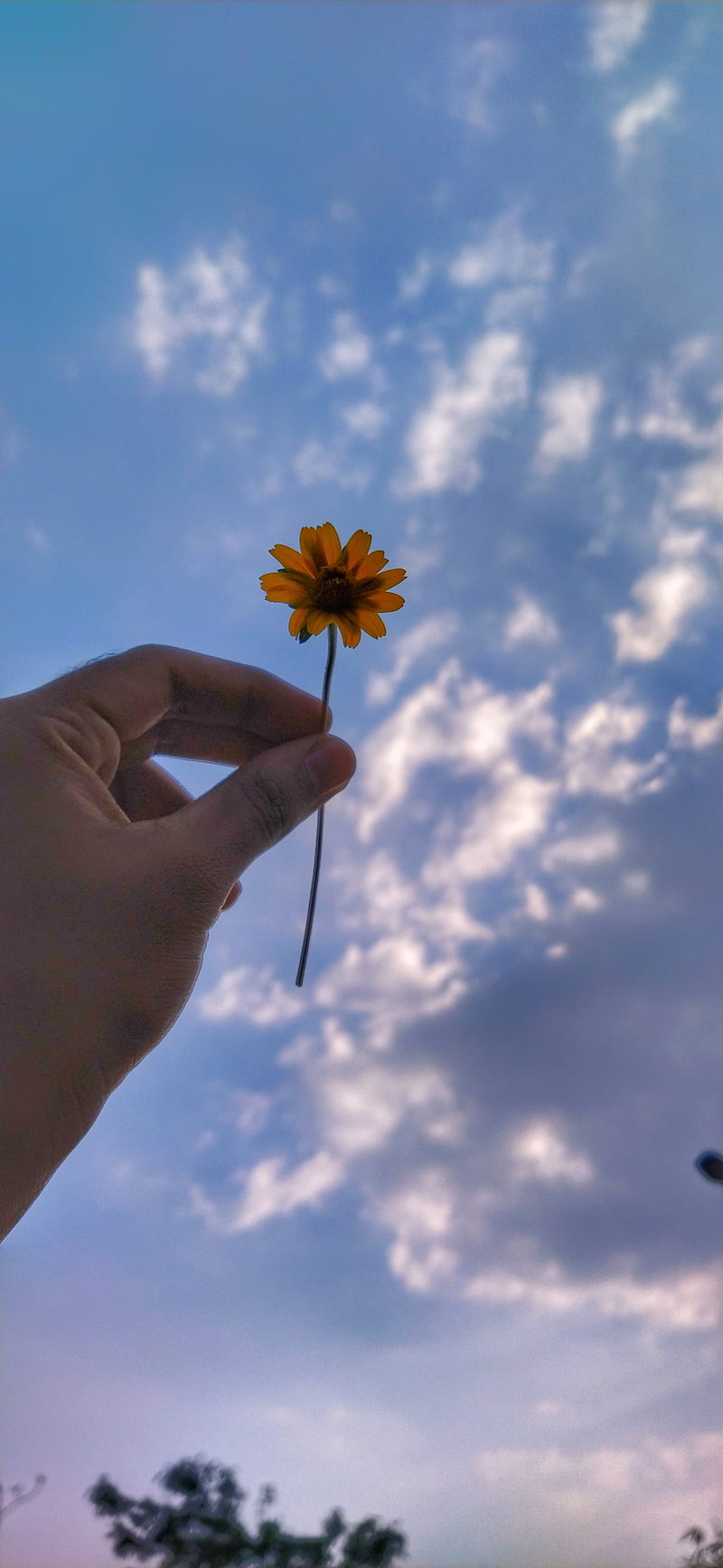 Hope, android, blue, flower, iphone, sky, sunflower, weather, HD phone wallpaper