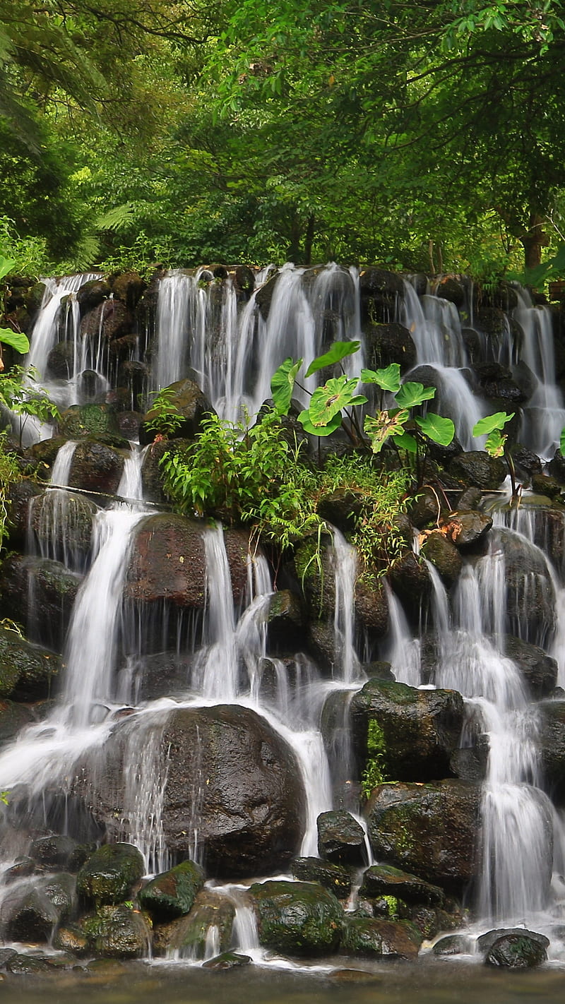 Cascading Waterfall , rock, nature, plant, HD phone wallpaper