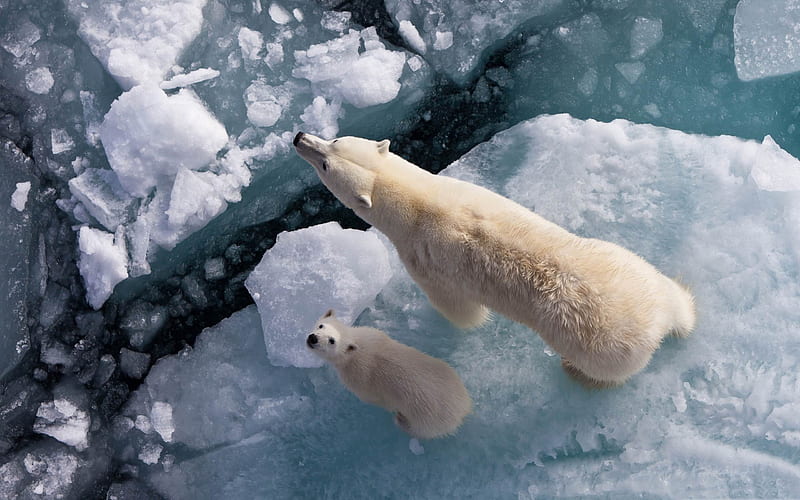 polar bear and global warming-Wild Animal, HD wallpaper