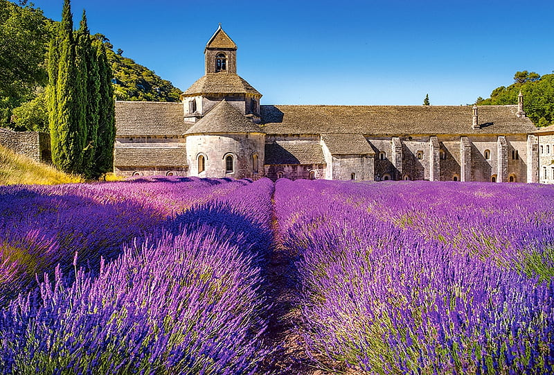 Provence, France, building, lavender, purple, castle, field, HD wallpaper