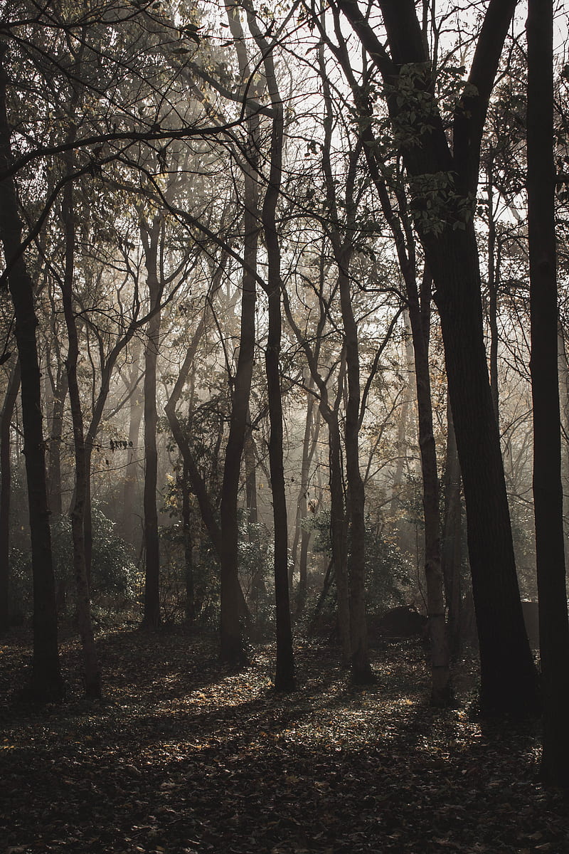 forest, trees, fog, sunlight, gloomy, HD phone wallpaper