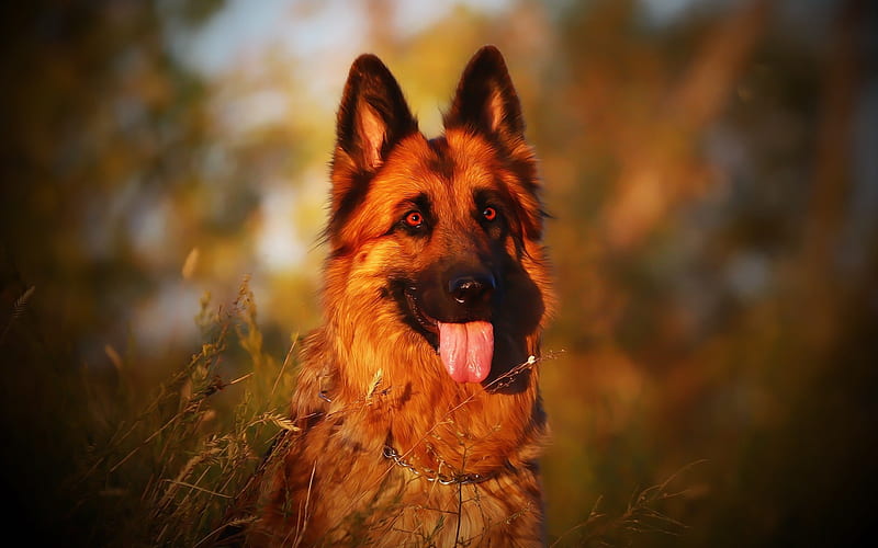 German Shepherd Dog, big dog, sunset, evening, dog breeds, pets, HD wallpaper