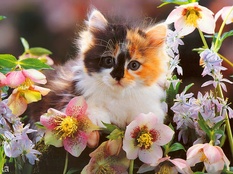 Kitty in the garden, pretty, fluffy, kitty, bonito, adorable, spring, cat, sweet, cute, pet, summer, flowers, garden, HD wallpaper
