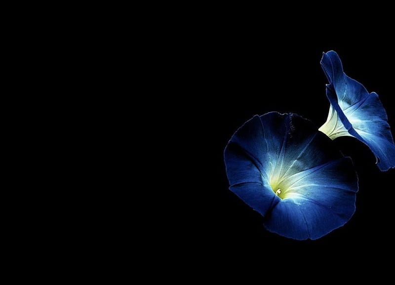 Blue Flowers Dark Flower Black Hd Wallpaper Peakpx - Dark Flower Wallpaper 4k