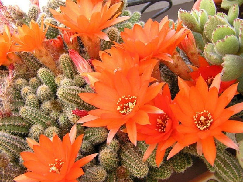 Cactus flowers, garden, flowers, nature, cactus, HD wallpaper | Peakpx